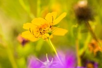Жовтий Краб - павук (Thomisus callidus) на жовтій квітці в каньйоні Кейв - Крік у горах Чірікахуа поблизу Порталу (штат Арізона, США). — стокове фото