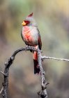 Hombre Pyrrhuloxia (Cardinalis sinuatus) encaramado en una rama muerta en las estribaciones de las montañas Chiricahua cerca de Portal; Arizona, Estados Unidos de América - foto de stock