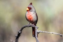 Male Pyrrhuloxia (Cardinalis sinuatus) perched on a dead branch in the foothills of the Chiricahua Mountains near Portal; Arizona, United States of America — Stock Photo
