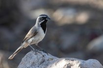 Sparrow Black-throated (Amphispiza billneata) empoleirado em uma rocha no sopé das montanhas de Chiricahua perto do portal; Arizona, Estados Unidos da América — Fotografia de Stock