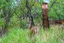Cervo de cauda branca (Odocoileus virginianus couesi) em pé em grama alta ao lado de um sinal de 