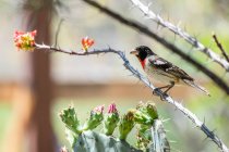 Grosbeak de pecho rosa (Pheucticus ludovicianus) encaramado en una rama floreciente de Ocotillo en las estribaciones de las montañas Chiricahua cerca de Portal; Arizona, Estados Unidos de América - foto de stock