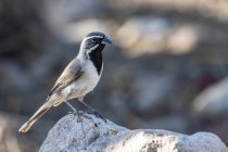 Sparrow Black-throated (Amphispiza billneata) empoleirado em uma rocha no sopé das montanhas de Chiricahua perto do portal; Arizona, Estados Unidos da América — Fotografia de Stock