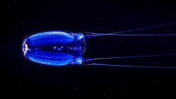 Box Jellyfish, also known as Sea Wasp (Alatina alata), swimming by during a blackwater dive off the Kona coast, the Big island, Hawaii, USA. — Stock Photo