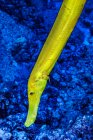 Gros plan d'une forme jaune de poisson-trompette chinois (Aulostomus chinensis) photographiée sous l'eau au large de la côte de Kona, sur la grande île ; île d'Hawaï Hawaï, États-Unis d'Amérique — Photo de stock