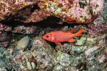 A Tahitian Squirrelfish (Sargocentron tiere) and a Goldring Surgeonfish (Ctenochaetus strigosus) near life-encrusted lava rock off the Kona coast, the Big Island, Hawaii, USA. A Dwarf Moray Eel is lurking under the ledge (visible just above the squir — Stock Photo