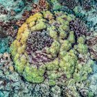Anular band of live Lobe Coral (Porites lobata) growing over dead corals off the Kona coast, the Big Island; Island of Hawaii, Hawaii, United States of America - foto de stock