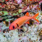 A Pearly Soldierfish (Myripristis kuntee) under water while scuba diving at Molokini Crater which is located offshore of Maui; Molokini Crater, Maui, Hawaii, United States of America — Stock Photo