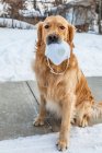 Ein Hund, der während der Covid-19-Pandemie auf einem Bürgersteig sitzt und eine Gesichtsmaske im Mund hält; Edmonton, Alberta, Kanada — Stockfoto