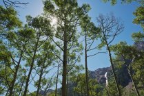 Birch Trees At Maroon Bells, Le montagne più fotografate del Nord America; Aspen, Colorado, Stati Uniti d'America — Foto stock