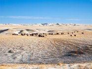 Pecuária. Rebanho de gado bovino Black Angus e Red Angus em uma neve coberta de pastagem de pradaria nativa de inverno. Alberta, Canadá. — Fotografia de Stock
