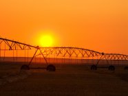 Agricoltura - Sistema di irrigazione a perno centrale sagomato all'alba su un campo di fieno. Alberta, Canada. — Foto stock