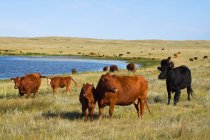 Ganado - Razas mixtas de vacas de res y terneros en la pradera nativa a lo largo del borde de un lago de pradera / Alberta, Canadá. - foto de stock