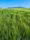 Концепция сельского хозяйства Наклонное поле созревания зеленого весеннего ячменя, Идахо, США. — стоковое фото