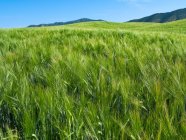Conceito de agricultura. Campo inclinado de amadurecimento cevada Primavera verde, Idaho, EUA. — Fotografia de Stock