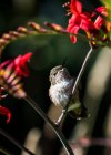 Hummingbird rustico femminile (Selasphorus rufus) appollaiato su un fiore; Astoria, Oregon, Stati Uniti d'America — Foto stock