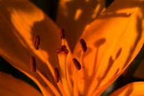 Los lirios asiáticos aportan un gran color al jardín; Astoria, Oregon, Estados Unidos de América - foto de stock