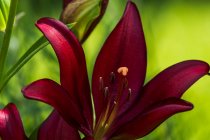 Gigli asiatici portare grande colore al giardino; Astoria, Oregon, Stati Uniti d'America — Foto stock