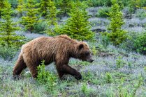Grizzlybär (ursus arctos horribilis) auf dem Korridor des Alaska Highways; Yukon, Kanada — Stockfoto