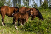 Wild horses (equus ferus) with a lake in the background; Yukon, Canada — Stock Photo