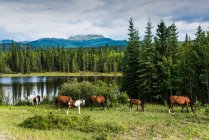 Дикі коні (equus ferus) пасуться з озером і горами на задньому плані; Юкон (Канада). — стокове фото