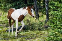 Дикий кінь (equus ferus); Юкон (Канада). — стокове фото