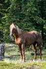 Cavalo selvagem (equus ferus); Yukon, Canadá — Fotografia de Stock