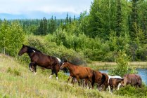 Cavalli selvatici (equus ferus) che salgono su una collina erbosa con un lago e montagne sullo sfondo; Yukon, Canada — Foto stock