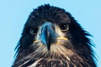 Primer plano de un águila calva inmadura (Haliaeetus leucocephalus), recién nacida del nido; Yukón, Canadá - foto de stock