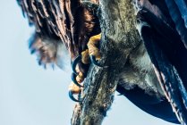 Las garras de un águila calva inmadura (Haliaeetus leucocephalus) se muestran agarrando una rama de árbol, recién nacida del nido; Yukón, Canadá - foto de stock