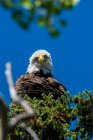Bald Eagle (Haliaeetus leucocephalus) perched in a tree against a blue sky; Yukon, Canada — Stock Photo