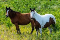 Дикі коні (equus ferus) стоять на полі рослин і польових квітів; Юкон (Канада). — стокове фото