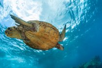 An underwater view of a Hawaiian Green Sea Turtle (Chelonia mydas); Makena, Maui, Hawaii, United States of America — Stock Photo