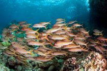 A wide view of schooling Goatfish (Mullidae) swimming underwater ; Makena, Maui, Hawaii, États-Unis d'Amérique — Photo de stock