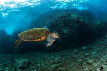 Uma vista subaquática de uma tartaruga marinha verde havaiana (Chelonia mydas); Makena, Maui, Havaí, Estados Unidos da América — Fotografia de Stock