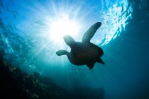 Eine Unterwasseransicht einer hawaiianischen Grünen Meeresschildkröte (Chelonia mydas); Makena, Maui, Hawaii, Vereinigte Staaten von Amerika — Stockfoto