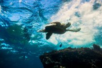 Vue sous-marine d'une tortue verte hawaïenne (Chelonia mydas) ; Makena, Maui, Hawaï, États-Unis d'Amérique — Photo de stock