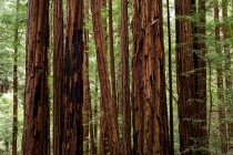 Monumento Nacional Muir Woods, Mount Tamalpais; California, Estados Unidos de América - foto de stock