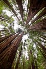 Низкоугольный вид на старые деревья и небо в Национальном памятнике Мьюир-Вудс, гора Тамалпаис, Калифорния, Соединенные Штаты Америки — стоковое фото