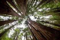 Низкоугольный вид на старые деревья и небо в Национальном памятнике Мьюир-Вудс, гора Тамалпаис, Калифорния, Соединенные Штаты Америки — стоковое фото