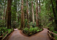 Muir Woods National Monument, Mount Tamalpais; Califórnia, Estados Unidos da América — Fotografia de Stock