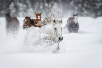 Pferde laufen durch ein Feld aus tiefem Schnee; Montana, Vereinigte Staaten von Amerika — Stockfoto