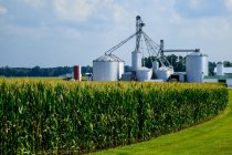 Field of maturing, tasseled corn plants with grain bins and farm structures beyond, near Germantown; Ohio, United States of America — Stock Photo
