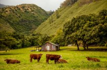 Коричневые коровы в травянистом поле с фермерским строительством, тропические деревья и туманные горы; Pauwalu, Молокаи, Гавайи, Соединенные Штаты Америки — стоковое фото