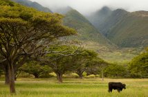 Einzelne schwarze Anguskuh in einem grasbewachsenen Feld mit tropischen Bäumen und nebligen Bergen; Pauwalu, Molokai, Hawaii, Vereinigte Staaten von Amerika — Stockfoto
