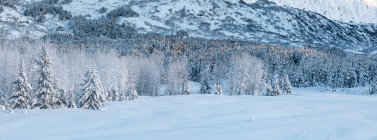 Vue panoramique du givre blanc recouvrant les bouleaux et les épinettes dans le brouillard, Portage, centre-sud de l'Alaska, États-Unis — Photo de stock