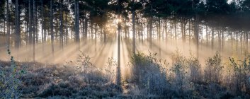 Sunbeams shining through trees to a frosty ground; Surrey, England — Stock Photo
