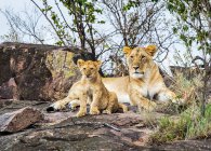 Leona (Panthera leo) y cachorro, Serengeti; Kenia - foto de stock