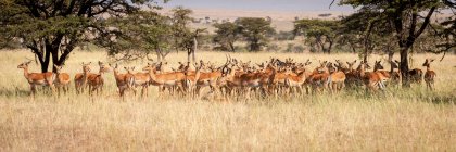 Panorama de impalas fêmeas (Aepyceros melampus) em pé na grama, Reserva Nacional Maasai Mara; Quênia — Fotografia de Stock