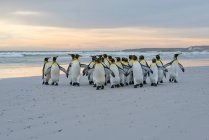 Re Pinguini (Aptenodytes patagonicus) camminare insieme sulla riva, Volunteer Point; Isole Falkland — Foto stock